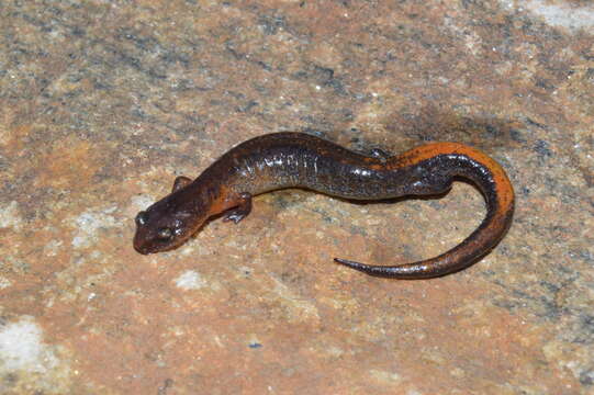 Image of Webster's Salamander