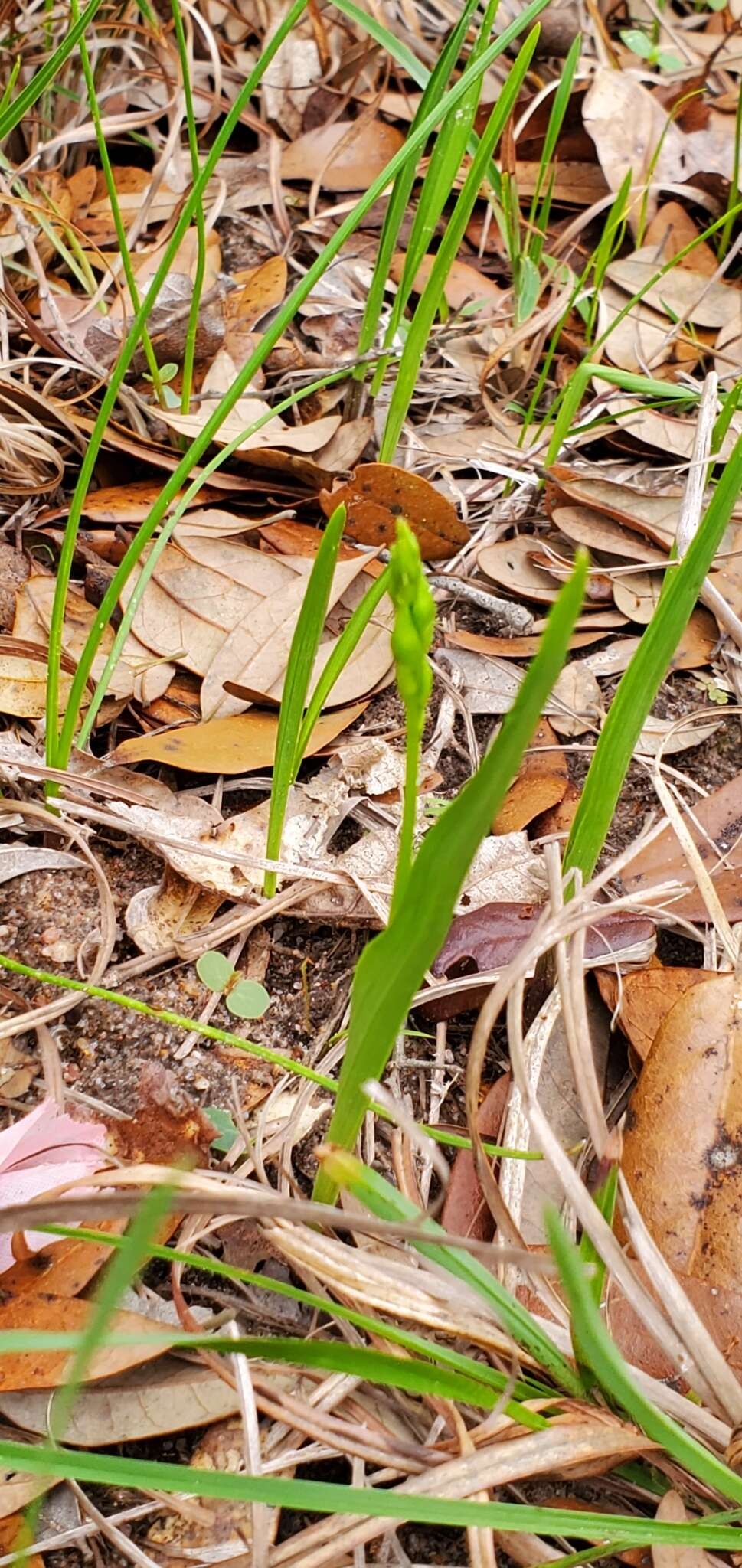 Image of Oklahoma grasspink