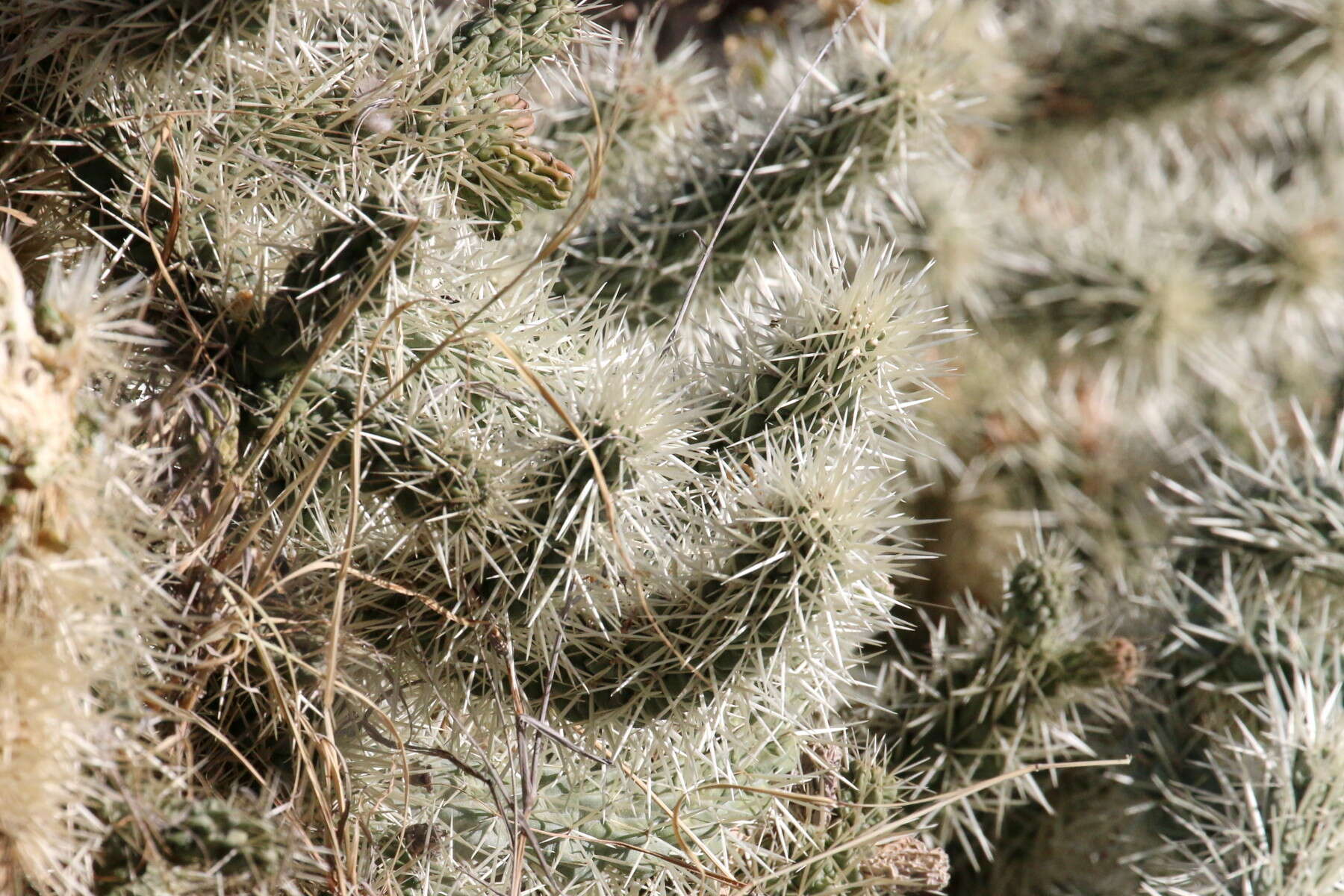 Image of Cylindropuntia imbricata subsp. rosea