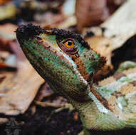 Image of Serrated casquehead iguana