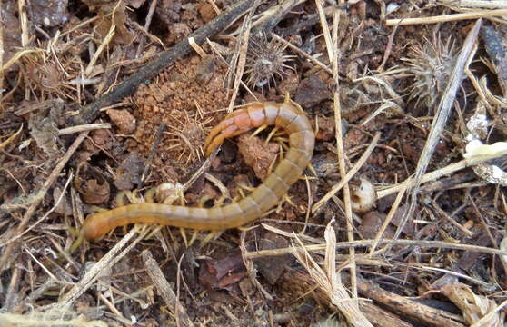 Image of Scolopendra oraniensis Lucas 1846