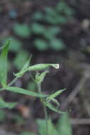 Image of night-flowering campion