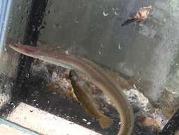 Image of freshwater eels