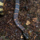 Image of Drab Ground Snake