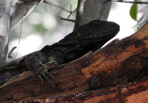 Image of Western Spiny-tailed Iguana