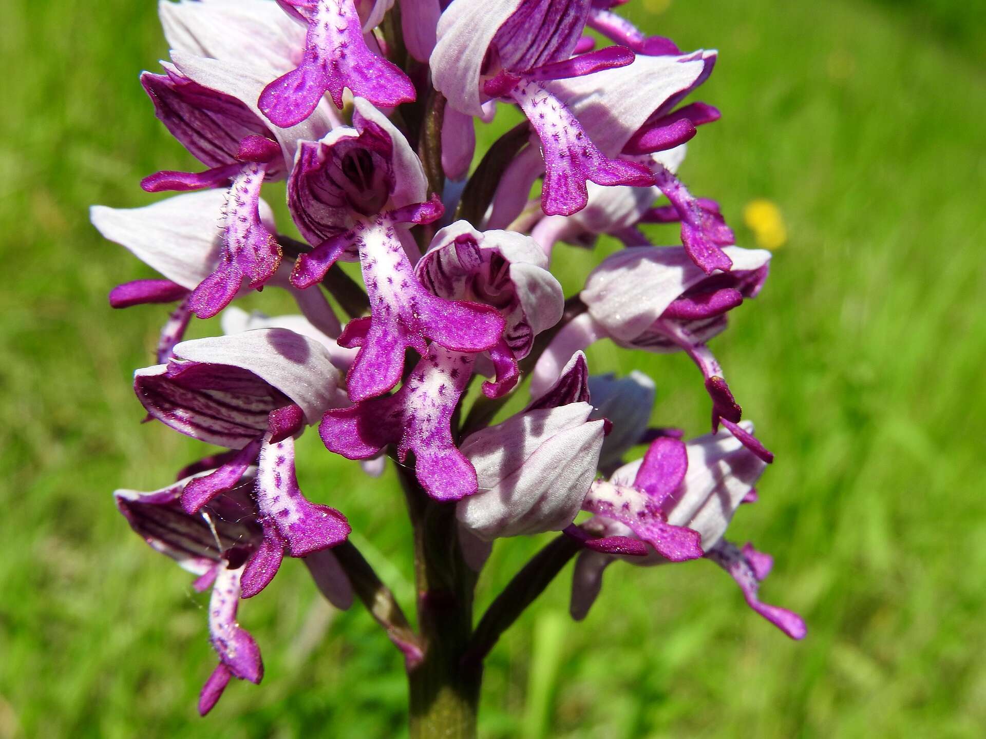 Image of Military orchid