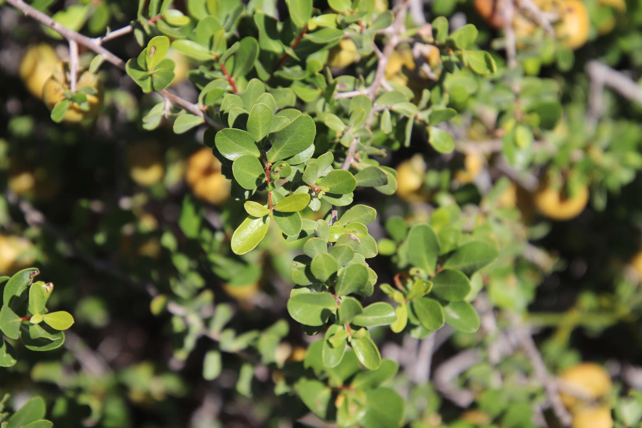 Diospyros intricata (A. Gray) Standl.的圖片