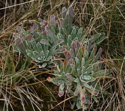 Image of Saxifraga hostii Tausch