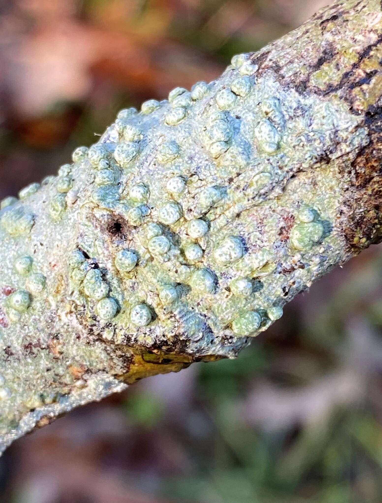 Image of <i>Pertusaria paratuberculifera</i> Dibben