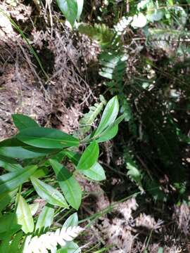 Sivun Veronica stricta var. macroura (Hook. fil. ex Benth.) Garn.-Jones kuva