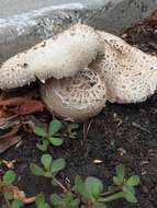 Image of Green-spored parasol