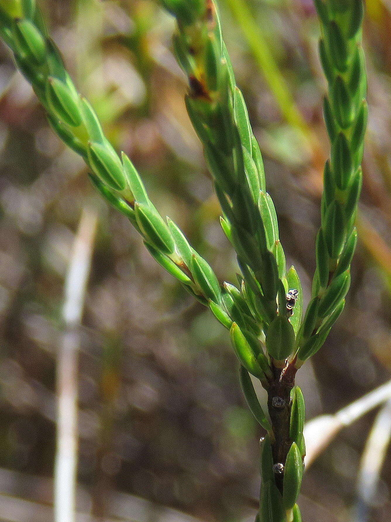 Image of Erica corifolia var. corifolia