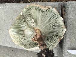 Image of Green-spored parasol