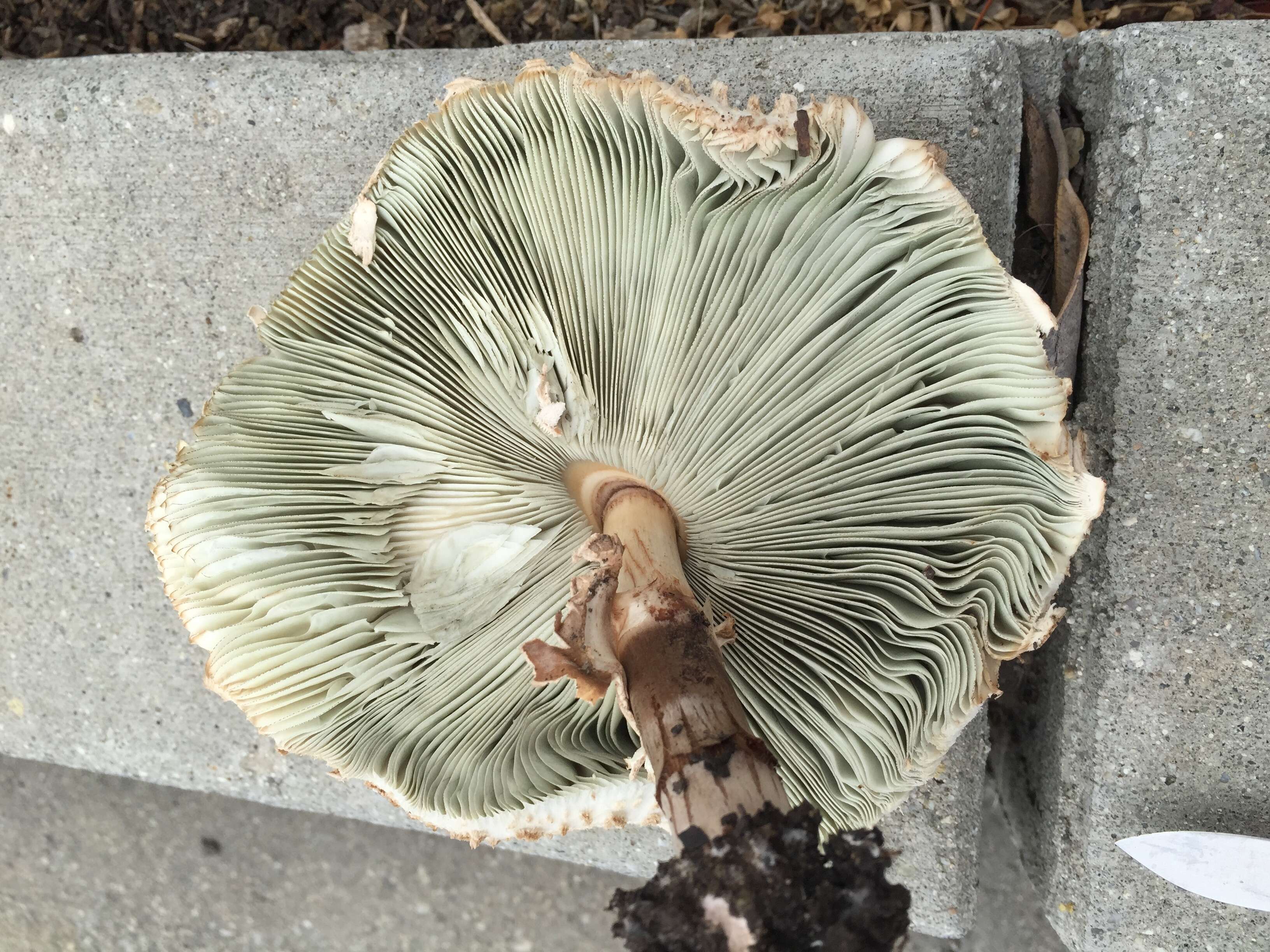 Plancia ëd Chlorophyllum molybdites (G. Mey.) Massee ex P. Syd. 1900