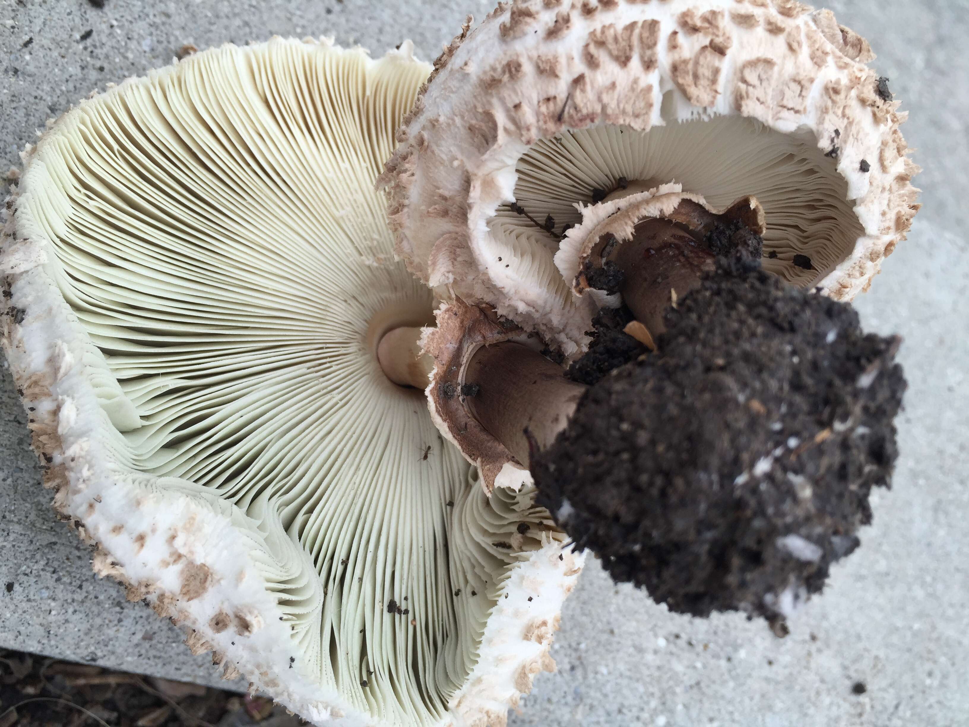 Image of Green-spored parasol