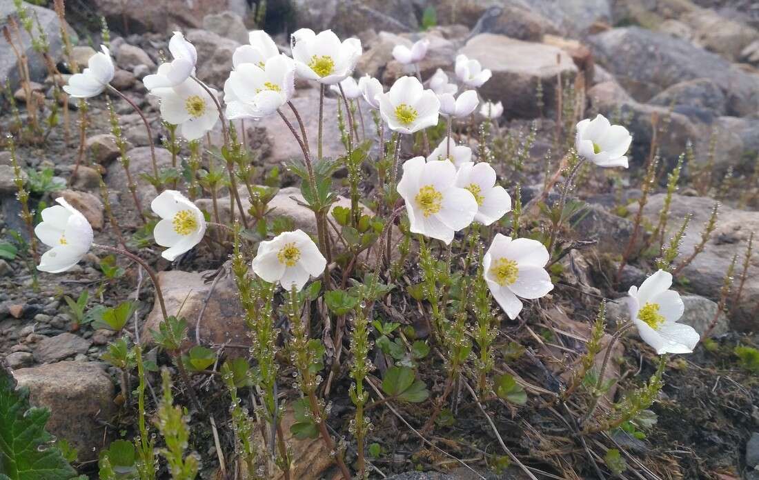 Image de Anemone sylvestris subsp. ochotensis (Fisch.) Petrovski