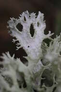 Image of ring lichen