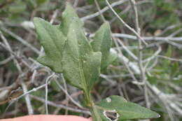 Image of Solanum africanum Dun.