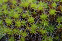 Image of great hairy screw-moss