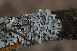 Image of Hammered shield lichen