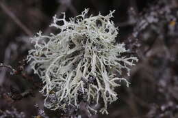 Image of ring lichen