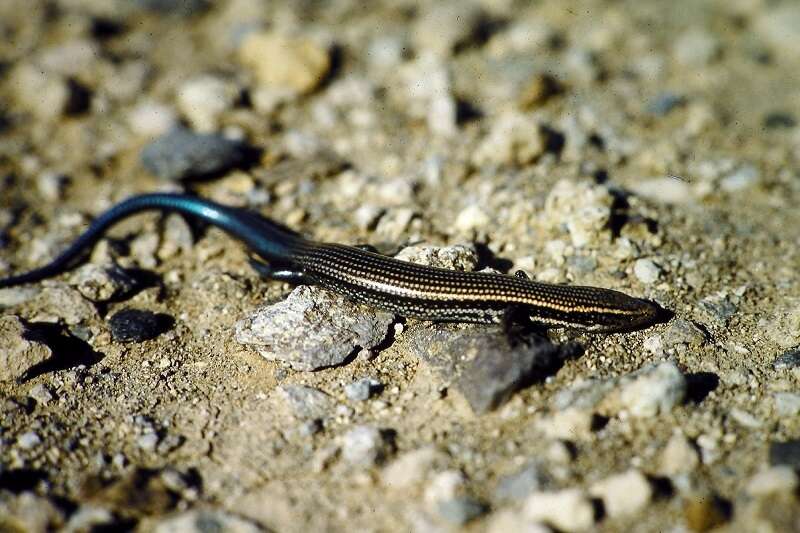 Image of Gran Canaria Skink