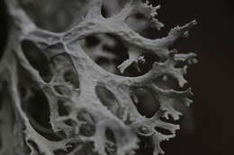 Image of ring lichen