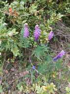 Imagem de Vicia cracca subsp. incana (Gouan) Rouy