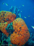 Image of orange elephant ear sponge