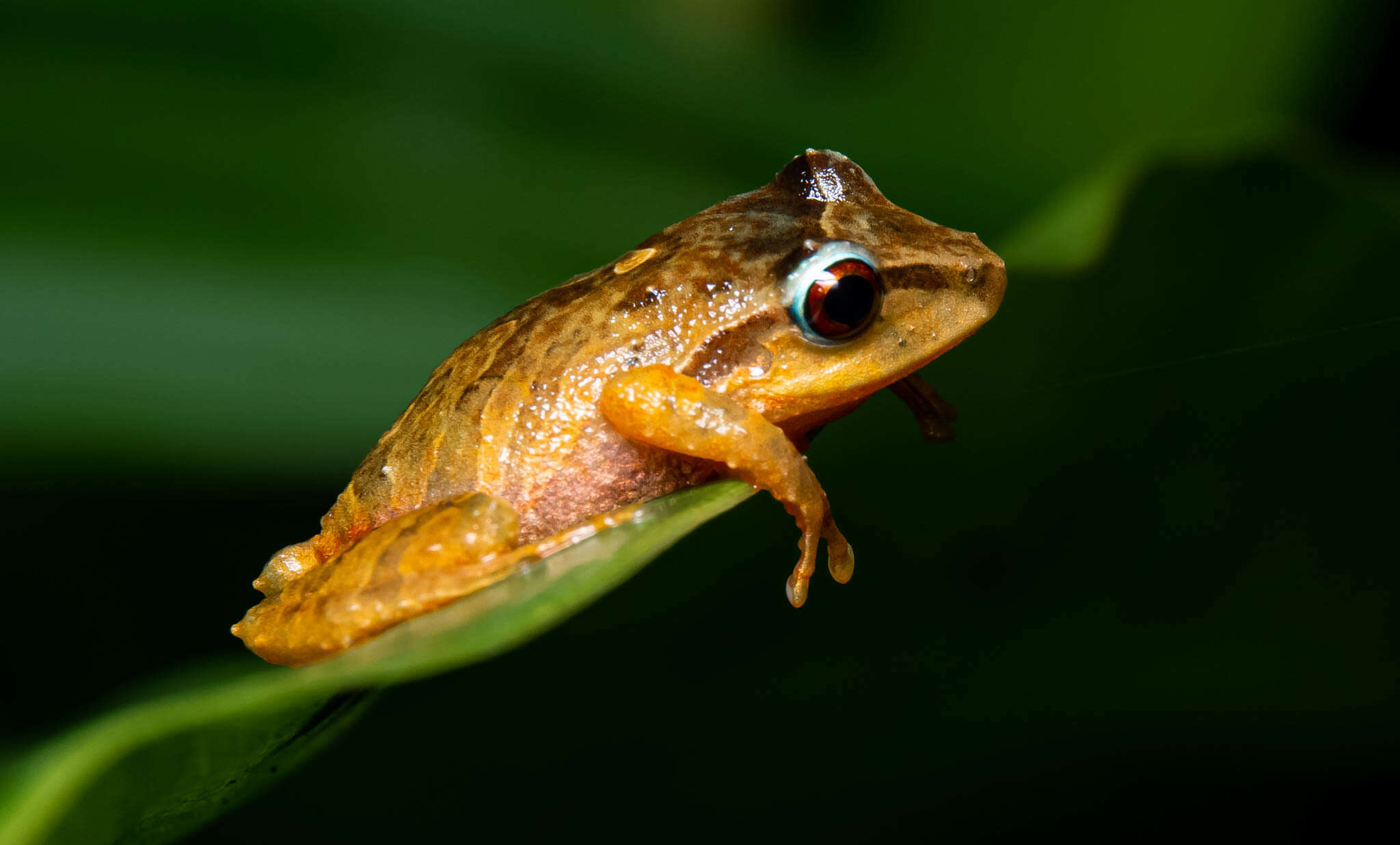 Image of Pristimantis permixtus (Lynch, Ruiz-Carranza & Ardila-Robayo 1994)