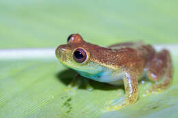 Image of Hyloscirtus mashpi Guayasamin, Rivera-Correa, Arteaga-Navarro, Culebras, Bustamante, Pyron & Peñafiel et al. 2015