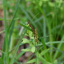 Carex polymorpha Muhl.的圖片