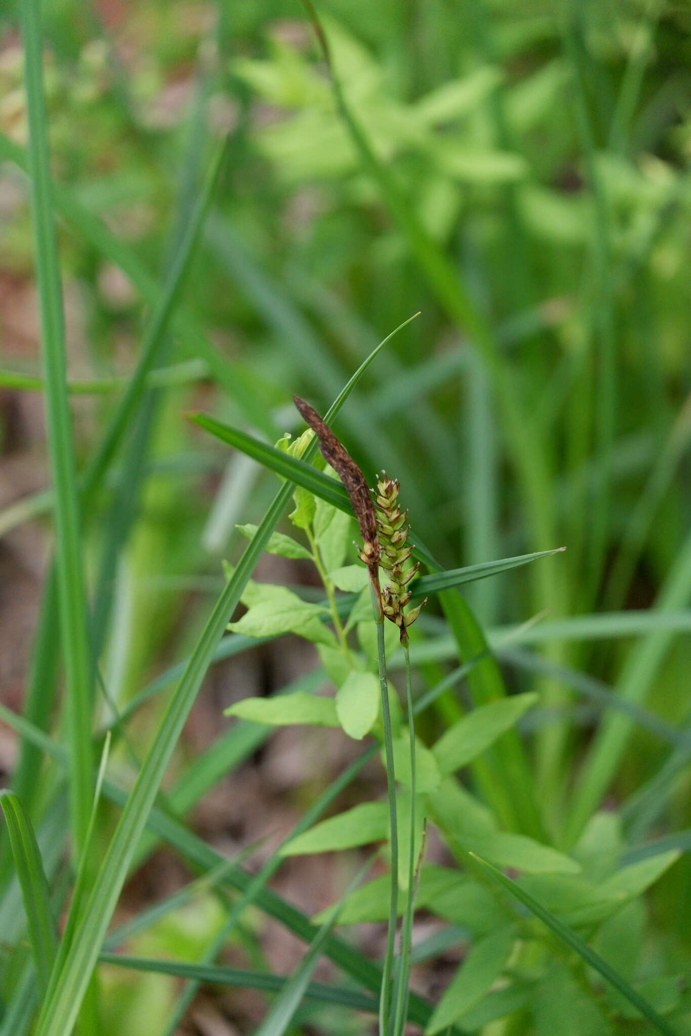 Image of variable sedge