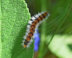 Image of Diacrisia purpurata (Linnaeus 1758)