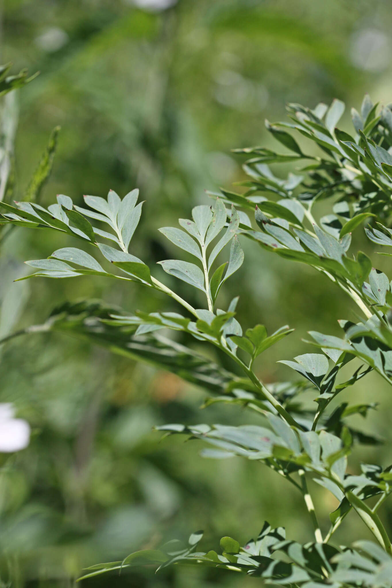 Image of Sierra fumewort