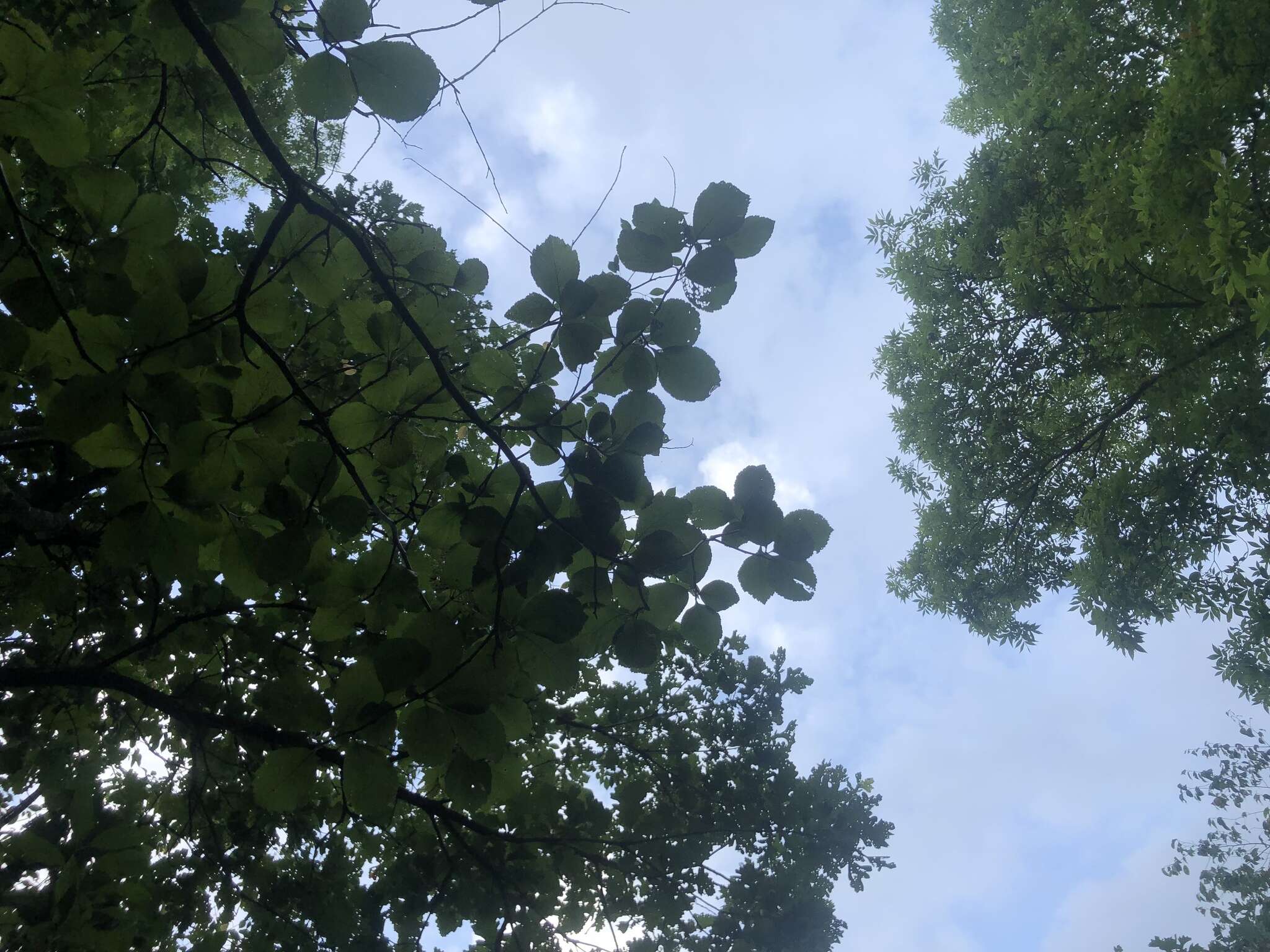 Sivun Crataegus calpodendron (Ehrh.) Medik. kuva