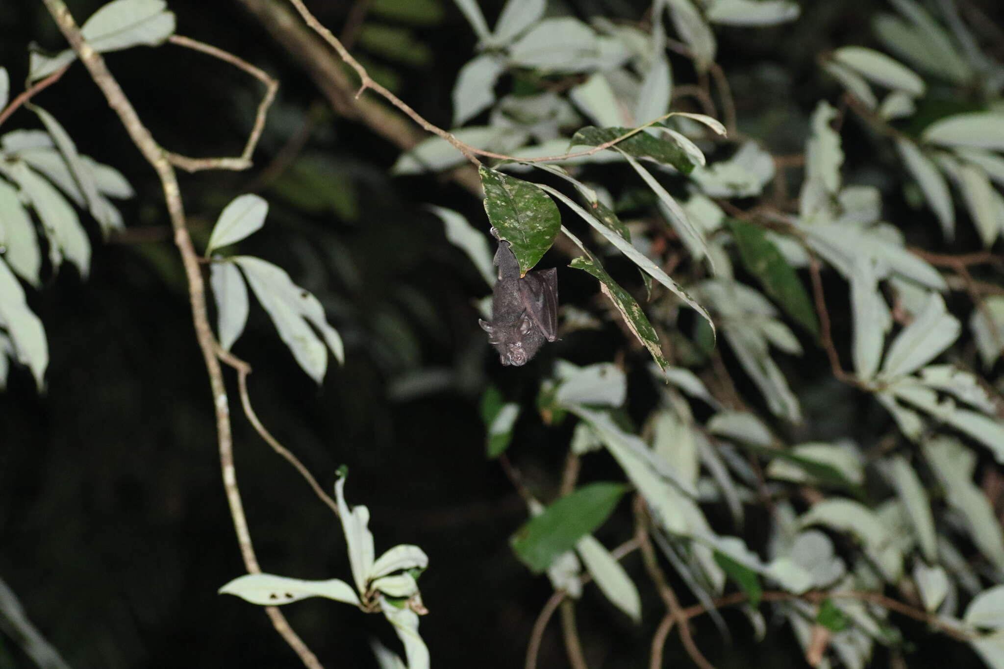 Image of Lesser Woolly Horseshoe Bat