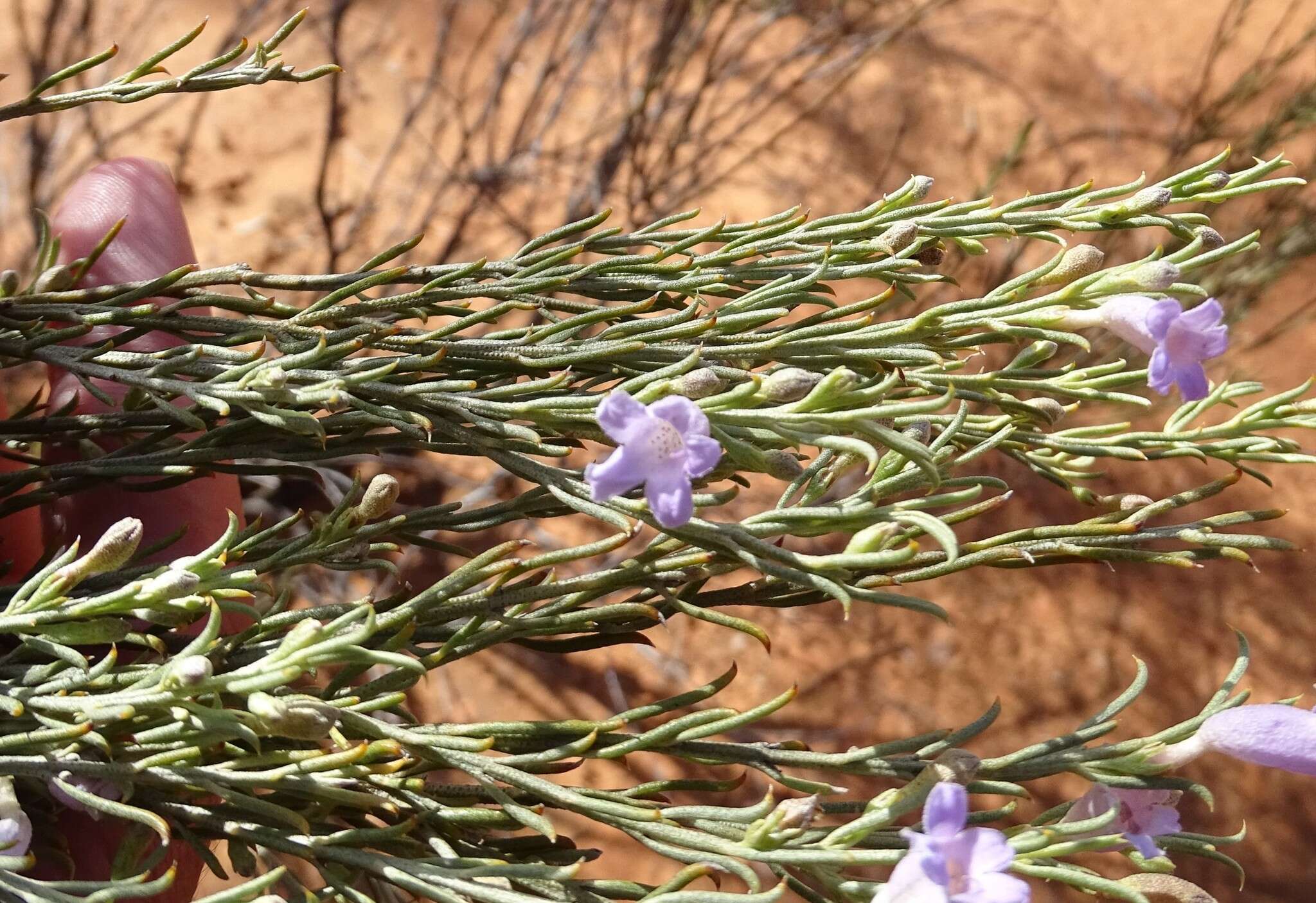 صورة Eremophila scoparia (R. Br.) F. Muell.