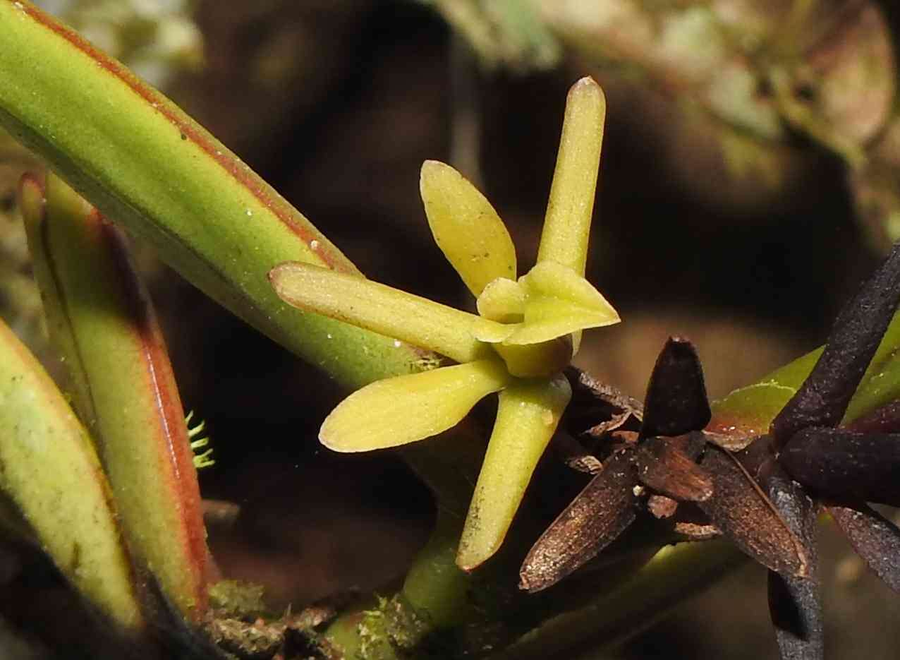 Image of Epidendrum sculptum Rchb. fil.