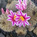 Image of Mammillaria blossfeldiana var. shurliana