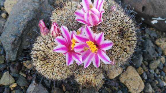 Image of Mammillaria blossfeldiana var. shurliana