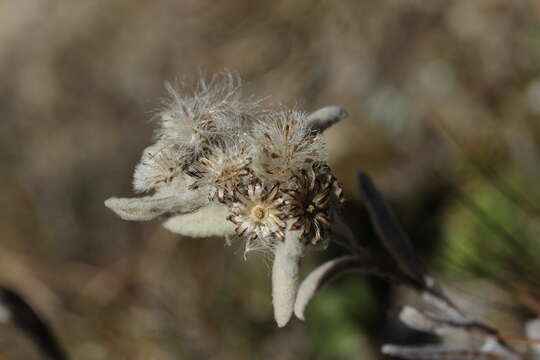 Image of edelweiss