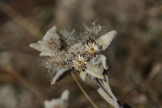 Image of edelweiss