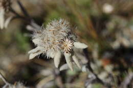 Image of edelweiss