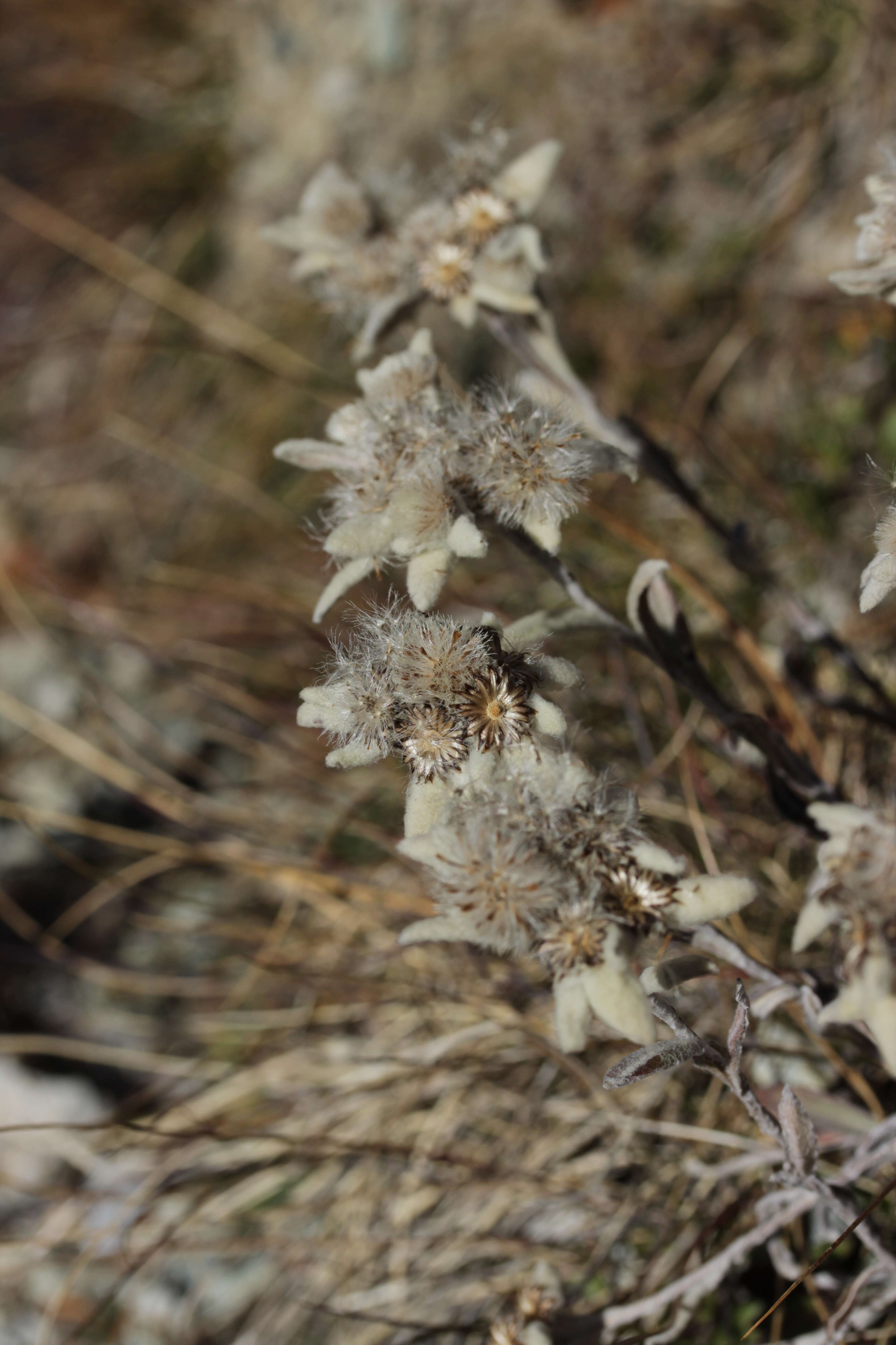 Image of edelweiss