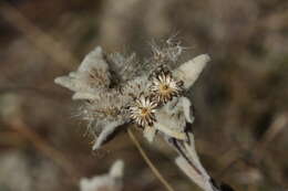 Image of edelweiss