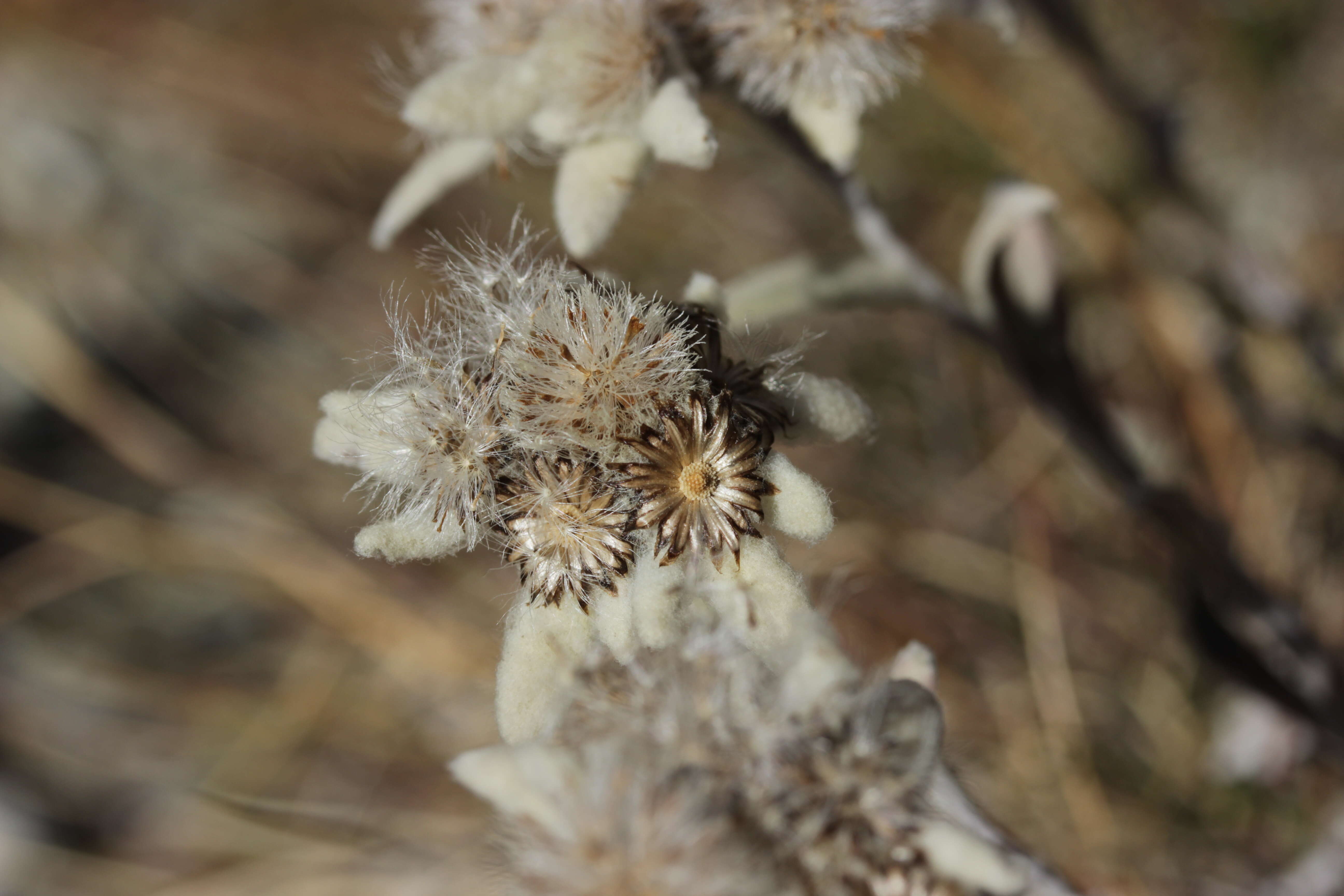 Image of edelweiss