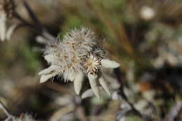 Image of edelweiss