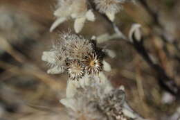 Image of edelweiss