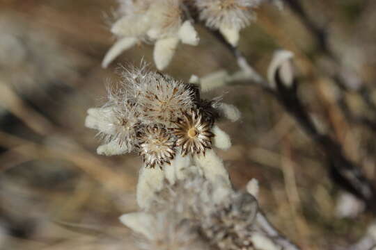 Image of edelweiss